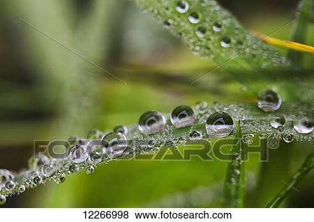 Morning dew on grass; Kenmore, Washington, United States of America View Large Photo Image Stock Photo - Morning dew on grass; Kenmore, Washington, United States of America. Fotosearch