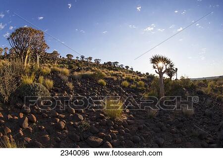 Morning Sun Behind Quiver Tree; Namibia View Large Photo Image Stock Photograph - Morning Sun Behind Quiver Tree; Namibia. Fotosearch