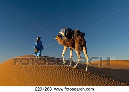 Morocco, Berber 'Blue man' leading camel across sand dunes at dusk in Erg Chebbi area; Sahara Desert near Merzouga View Large Photo Image Stock Image - Morocco, Berber 'Blue man' leading camel across sand dunes at dusk in Erg Chebbi area; Sahara Desert near Merzouga. Fotosearch