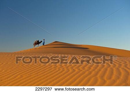 Stock Photo - Morocco, Berber 'Blue man' leading camel across sand dunes at dusk in Erg Chebbi area; Sahara Desert near Merzouga. Fotosearch
