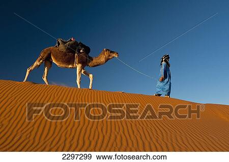 Morocco, Berber 'Blue man' leading camel across sand dunes at dusk in Erg Chebbi area; Sahara Desert near Merzouga View Large Photo Image Stock Photo - Morocco, Berber 'Blue man' leading camel across sand dunes at dusk in Erg Chebbi area; Sahara Desert near Merzouga. Fotosearch