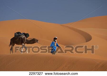 Stock Photo - Morocco, Berber 'Blue man' leading camel across sand dunes in Erg Chebbi area; Sahara Desert near Merzouga. Fotosearch
