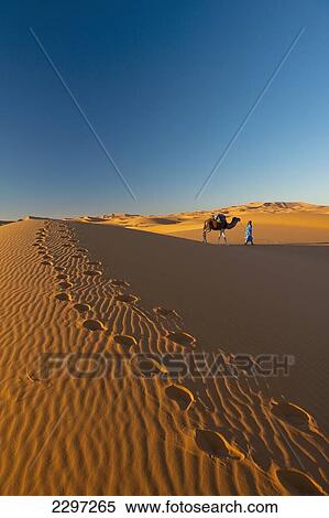 Morocco, Berber 'Blue man' leading camel across sand dunes at dusk in Erg Chebbi area; Sahara Desert near Merzouga View Large Photo Image Stock Photography - Morocco, Berber 'Blue man' leading camel across sand dunes at dusk in Erg Chebbi area; Sahara Desert near Merzouga. Fotosearch