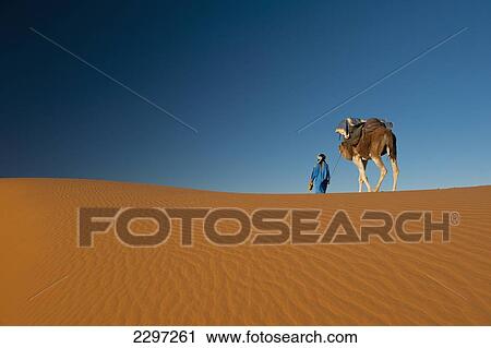 Morocco, Berber leading camel across sand dune near Merzouga in Sahara Desert; Erg Chebbi area View Large Photo Image Stock Image - Morocco, Berber leading camel across sand dune near Merzouga in Sahara Desert; Erg Chebbi area. Fotosearch