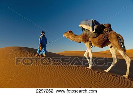 Morocco, Berber leading camel across sand dune near Merzouga in Sahara Desert; Erg Chebbi area View Large Photo Image Stock Image - Morocco, Berber leading camel across sand dune near Merzouga in Sahara Desert; Erg Chebbi area. Fotosearch