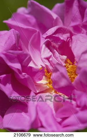 Stock Photo - Morocco, Close up of Persian Rose; Valley of Roses. Fotosearch