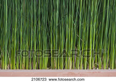 Stock Image - Morocco, Close-up view of grass; Marrakech. Fotosearch