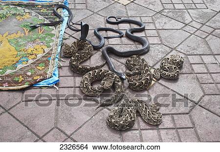 Picture - Morocco, Cobra snakes in central square Jemaa el Fna market; Marrakech. Fotosearch