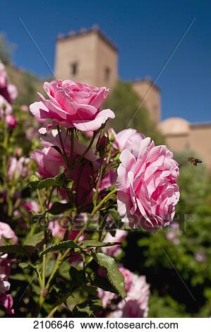 Stock Photograph - Morocco, Dar Ahlam Hotel; Skoura, Roses growing in garden with main kasbah behind. Fotosearch