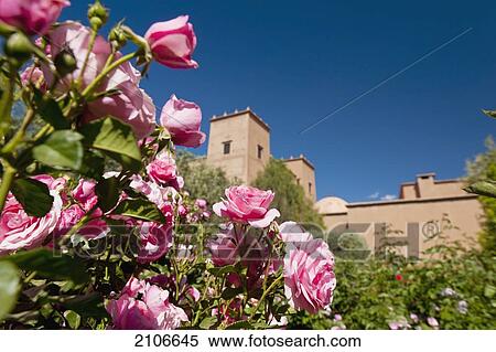 Stock Photography - Morocco, Dar Ahlam Hotel; Skoura, Roses growing in garden with main kasbah behind. Fotosearch
