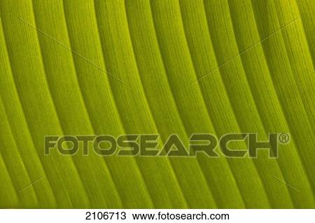 Stock Image - Morocco, Detail of leaf in the gardens of La Mamounia Hotel; Marrakech. Fotosearch