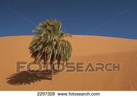 Stock Photo - Morocco, Erg Chebbi area; Sahara Desert near Merzouga, Date palm half-covered by sand dune. Fotosearch