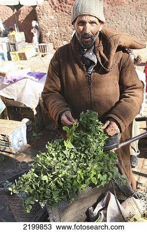 Morocco, Fresh Mint For Sale In Souk; Marrakesh View Large Photo Image Stock Image - Morocco, Fresh Mint For Sale In Souk; Marrakesh. Fotosearch