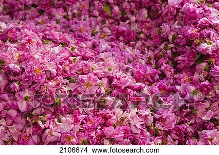 Morocco Large Pile Of Roses In Kasbah Des Roses Valley Of Roses Picture - 