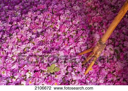 Morocco, Large pile of roses with large wooden fork (for turning them) in Kasbah Des Roses; Valley of Roses View Large Photo Image Stock Image - Morocco, Large pile of roses with large wooden fork (for turning them) in Kasbah Des Roses; Valley of Roses. Fotosearch