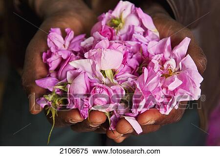 Morocco, Man holding handful of rose buds in Kasbah Des Roses; Valley of Roses View Large Photo Image Stock Photography - Morocco, Man holding handful of rose buds in Kasbah Des Roses; Valley of Roses. Fotosearch