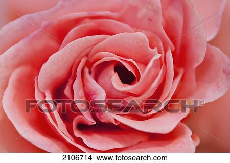 Picture - Morocco, Marrakech; Marrakech, Detail of rose in the gardens of La Mamounia Hotel. Fotosearch