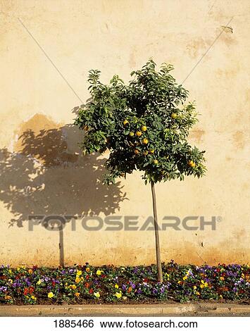 Stock Photograph - Morocco, Orange Tree Against Wall With Flowers; Place el Hedim. Fotosearch