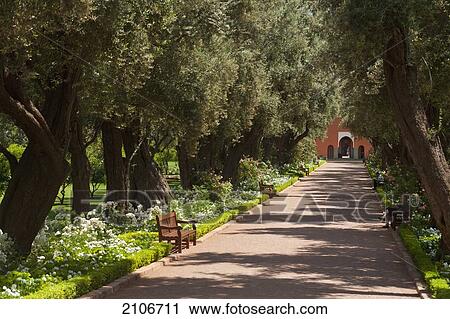 Morocco, Path lined with olive trees and rose bushes in gardens of La Mamounia Hotel; Marrakech View Large Photo Image Stock Image - Morocco, Path lined with olive trees and rose bushes in gardens of La Mamounia Hotel; Marrakech. Fotosearch
