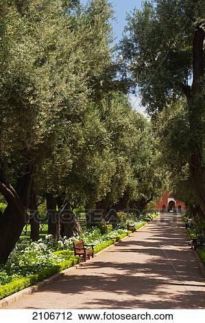 Stock Image - Morocco, Path lined with olive trees and rose bushes in gardens of La Mamounia Hotel; Marrakech. Fotosearch