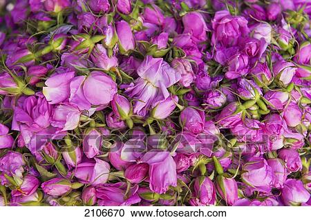 Morocco, Pile of rose buds; Valley of Roses View Large Photo Image Stock Image - Morocco, Pile of rose buds; Valley of Roses. Fotosearch