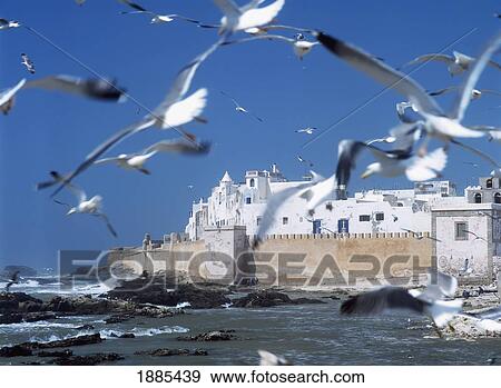 Morocco, Seagulls Flying Towards Whitewashed City Walls; Essaouira View Large Photo Image Stock Photo - Morocco, Seagulls Flying Towards Whitewashed City Walls; Essaouira. Fotosearch