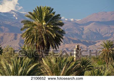 Morocco, seen from roof of Dar Ahlam Hotel; Skoura, Skoura Oasis with minaret rising up above date palms View Large Photo Image Stock Image - Morocco, seen from roof of Dar Ahlam Hotel; Skoura, Skoura Oasis with minaret rising up above date palms. Fotosearch