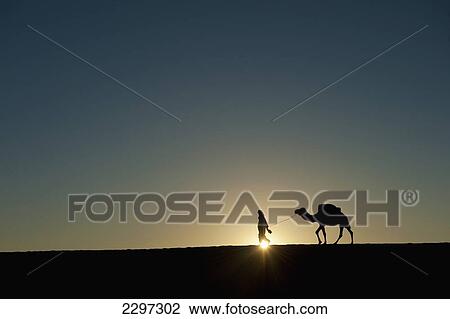 Stock Image - Morocco, Silhouette of Berber 'Blue man' leading camel across sand dunes at dusk in Erg Chebbi area; Sahara Desert near Merzouga. Fotosearch