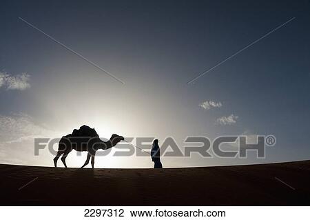 Stock Image - Morocco, Silhouette of Berber 'Blue man' leading camel across sand dune at dusk in Erg Chebbi area; Sahara Desert near Merzouga. Fotosearch