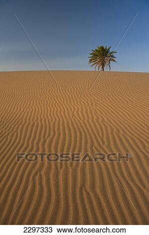 Stock Image - Morocco, Solitary date palm and sand dune in Erg Chebbi area; Sahara Desert near Merzouga. Fotosearch