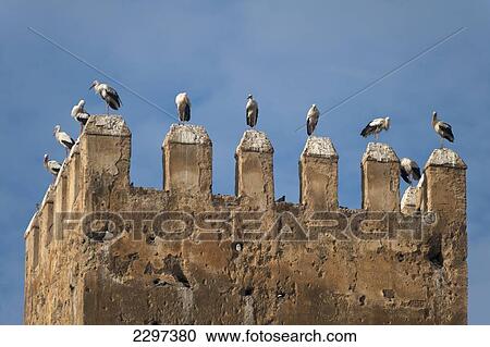 Morocco, Storks on top of old tower near Royal Palace; Fez View Large Photo Image Stock Image - Morocco, Storks on top of old tower near Royal Palace; Fez. Fotosearch