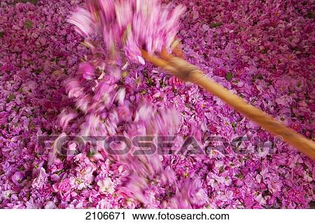 Morocco, Turning large pile of roses with large wooden fork in Kasbah Des Roses; Valley of Roses View Large Photo Image Stock Image - Morocco, Turning large pile of roses with large wooden fork in Kasbah Des Roses; Valley of Roses. Fotosearch
