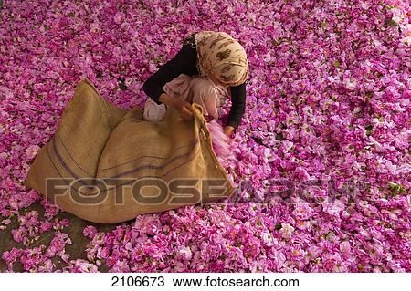 Morocco, Woman stuffing large pile of roses into sack in Kasbah Des Roses; Valley of Roses View Large Photo Image Stock Image - Morocco, Woman stuffing large pile of roses into sack in Kasbah Des Roses; Valley of Roses. Fotosearch