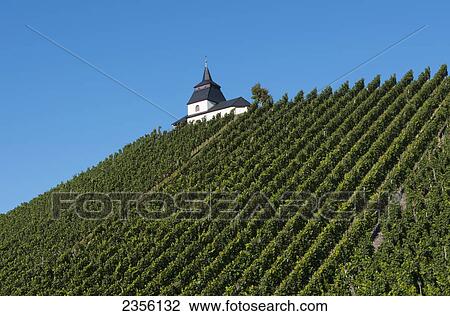 Stock Image - Mosel valley Leiwen vineyards; Rhineland-Palatinate, Germany. Fotosearch