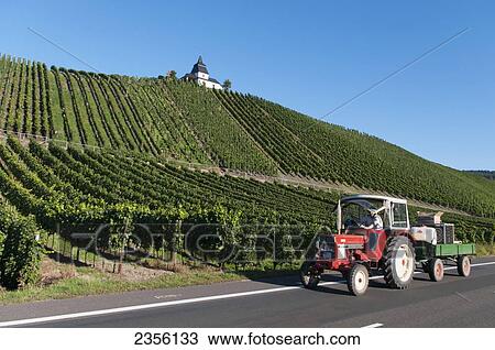 Mosel valley Leiwen vineyards; Rhineland-Palatinate, Germany View Large Photo Image Stock Image - Mosel valley Leiwen vineyards; Rhineland-Palatinate, Germany. Fotosearch