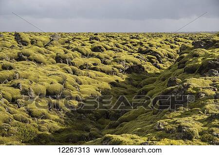 Moss covered lava flow along the Southern coast of Iceland; Iceland View Large Photo Image Stock Image - Moss covered lava flow along the Southern coast of Iceland; Iceland. Fotosearch