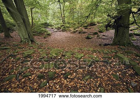 Moss Covered Rock On The Forest Floor In Peak District National Park; Derbyshire England View Large Photo Image Stock Photo - Moss Covered Rock On The Forest Floor In Peak District National Park; Derbyshire England. Fotosearch