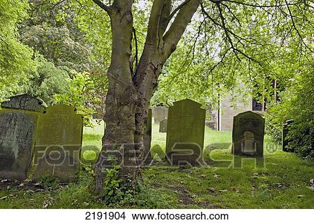 Picture - Moss Covered Tombstones; York England. Fotosearch