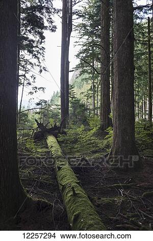 Moss covered tree lies on the ground in a rainforest, Stave Lake; Mission, British Columbia, Canada View Large Photo Image Picture - Moss covered tree lies on the ground in a rainforest, Stave Lake; Mission, British Columbia, Canada. Fotosearch