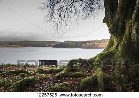 Stock Photography - Moss covered tree trunk and roots at the edge of a tranquil lake with a bench; Kielder, Northumberland, England. Fotosearch