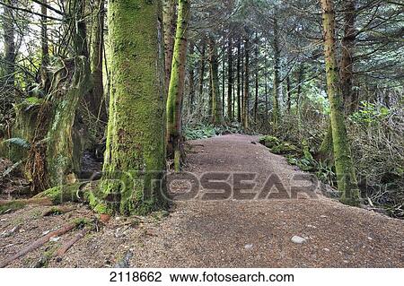 Stock Image - Moss-Covered Trees On The Wild Pacific Trail; Ucluelet Vancouver Island British Columbia Canada. Fotosearch