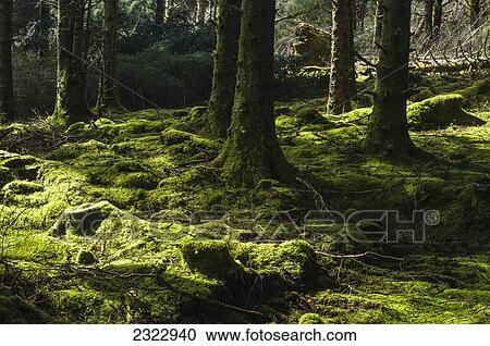 Stock Image - Moss in woods; Valentia Island, County Kerry, Ireland, UK. Fotosearch