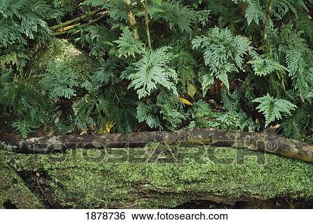 Stock Photograph - Mossy Rocks In Rainforest. Fotosearch