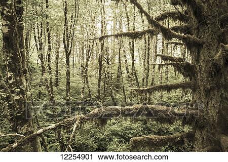 Mossy tree trunks in the woods; Portland, Oregon, United States of America View Large Photo Image Stock Image - Mossy tree trunks in the woods; Portland, Oregon, United States of America. Fotosearch