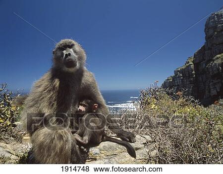 Mother And Baby Baboon At Cape Point View Large Photo Image Stock Photo - Mother And Baby Baboon At Cape Point. Fotosearch