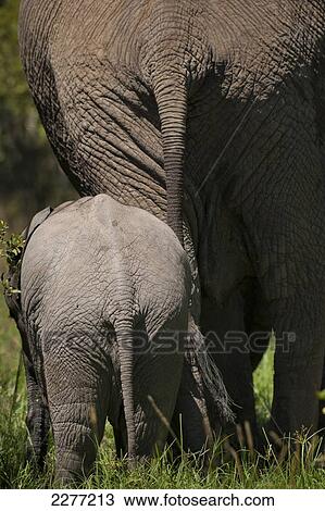 Mother and baby elephant bottoms, Ol Pejeta Conservancy; Kenya View Large Photo Image Stock Image - Mother and baby elephant bottoms, Ol Pejeta Conservancy; Kenya. Fotosearch
