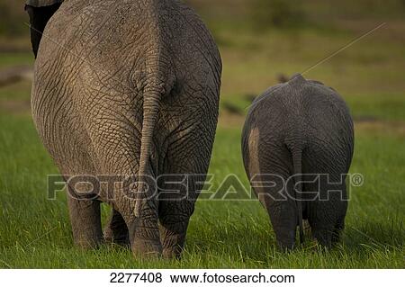 Stock Photo - Mother and baby elephant, Ol Pejeta Conservancy; Kenya. Fotosearch