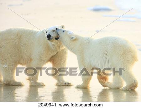 Mother And Cub Polar Bears, Churchill, Manitoba View Large Photo Image Stock Image - Mother And Cub Polar Bears, Churchill, Manitoba. Fotosearch