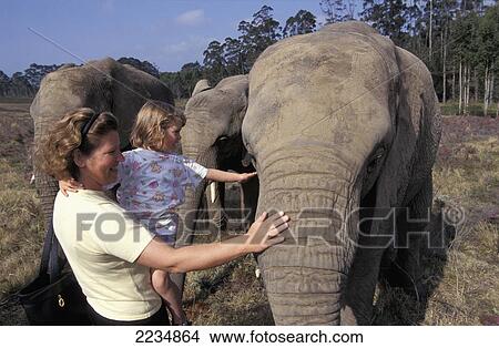 Mother Holding Daughter And Stroking Elephant View Large Photo Image Picture - Mother Holding Daughter And Stroking Elephant. Fotosearch