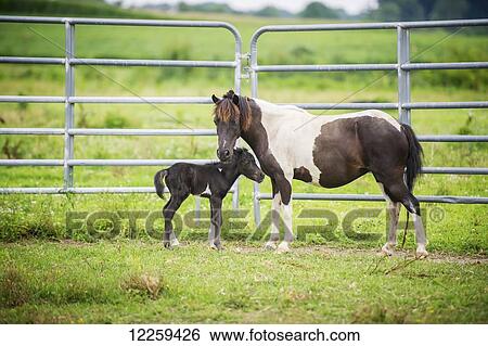 Stock Photograph - Mother horse with her foal standing near a tall fence, near Hurlock; Marlyand, United States of America. Fotosearch